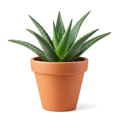 aloe vera plant