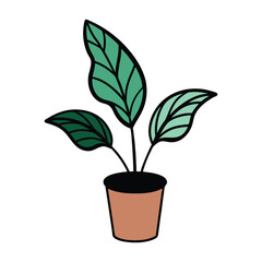 green plant in a pot