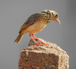 A close-up of a bush lark. The bird's body is pale, light-brown in color, and its legs are pinkish-pale orange. There is a prominent crest on the head, and the eyes are dark.
