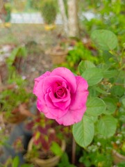 pink rose in garden