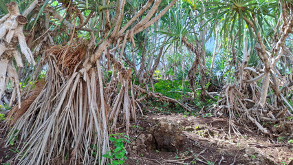 Fototapeta premium Pandanus trees growing in a natural environment, with their distinctive and prominent aerial roots, emphasizing their characteristic prop roots and adaptability to tropical climates. 
