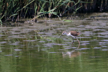 sandpiper