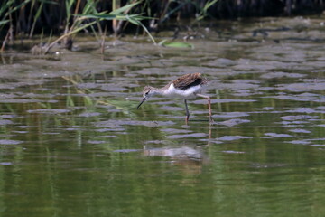 sandpiper