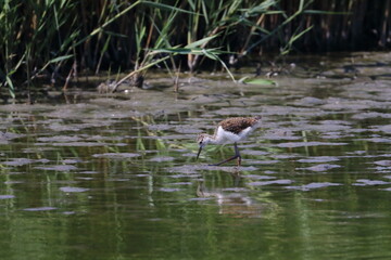 sandpiper