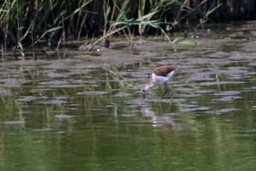 sandpiper