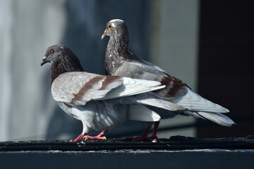pigeon couple in the city
