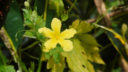 Fototapeta premium bitter melon flower