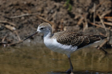 sandpiper