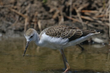 sandpiper