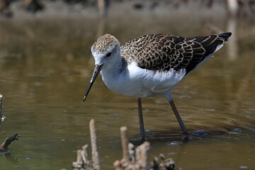 sandpiper