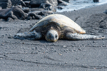 Green turtle having a nap