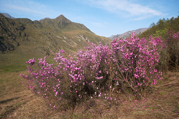 Obraz premium Rhododendron dauricum flowers in Altai in spring season.