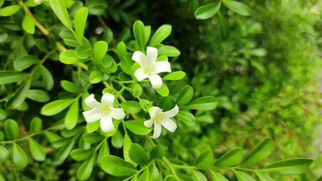 Murraya paniculata 