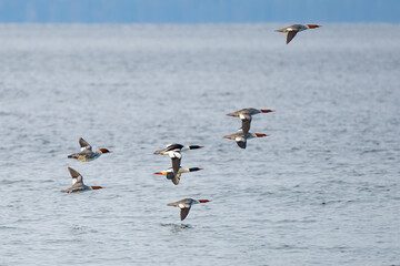 Flock of Common Mergansers in Flight Over Puget Sound