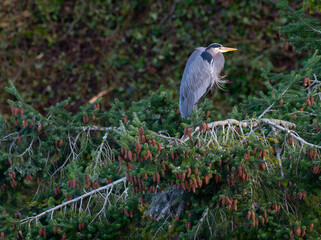 Great Blue Heron Rests in a Cone-Filled Fir Tree