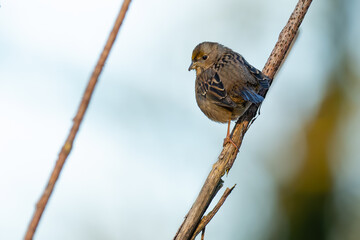 Golden-Crowned Sparrow Looks Over Shoulder