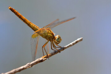 dragonfly