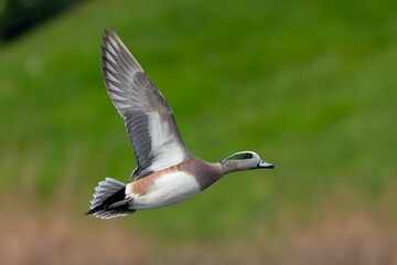 Obraz premium Male Wigeon in Flight Over Marsh