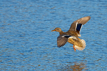 Hen Mallard Duck Landing In Marsh