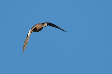 Male Wigeon in Flight Over Marsh
