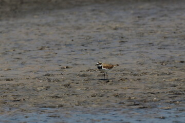 plover