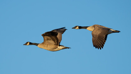 Pair of Canada Geese in Flight