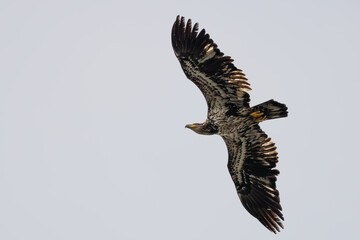 Immature Bald Eagle Hunts in Flight