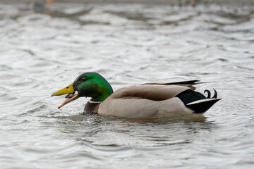 Drake Mallard Duck Forages For Manila Clams