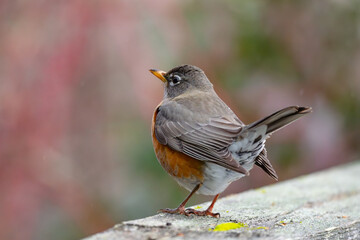 Coy American Robin Looks Over His Shoulder
