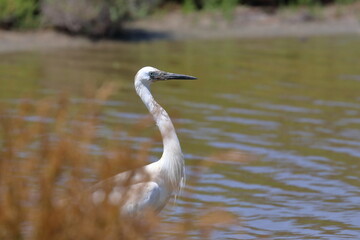white egret