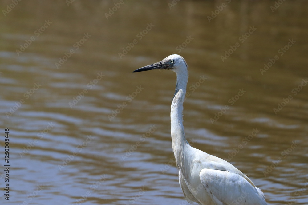 Poster white egret