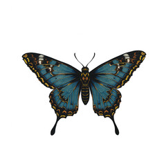 Obraz premium A striking blue and black butterfly with ornate wing patterns, gracefully poised mid-flight against a transparent background. Its wings unfurl to reveal intricate designs as it glides rightward. trans