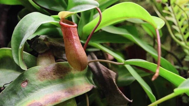 Nepenthes ampullaria, a carnivorous plant in a botanical garden