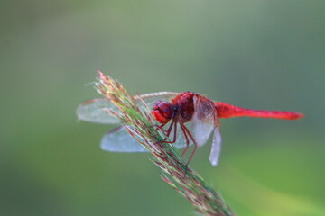 dragonfly
