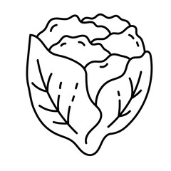 Lettuce line icon