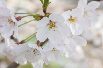 Japanese cherry, sakura