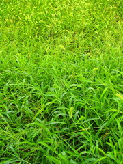 雨上がりの真夏の野原風景