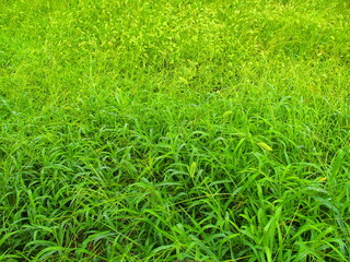 雨上がりの真夏の野原風景