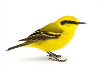 Obraz premium Yellow bird with black stripes on its wings is standing on a white background