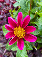 Dahlie Bright Eyes Blüte mit pinkfarbenen Blütenblättern
