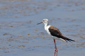 pied stilt