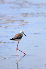 pied stilt