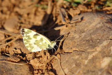 Obraz premium butterfly