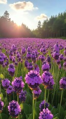 Naklejka premium Purple Lavender Field At Sunset In Forest