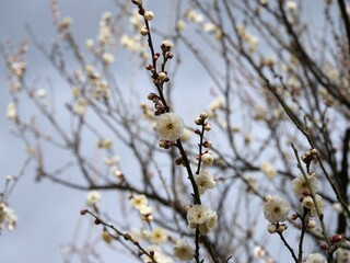 公園で咲いている白梅