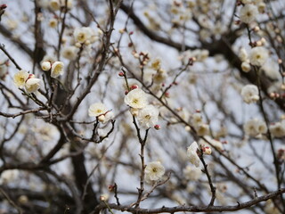公園で咲いている白梅