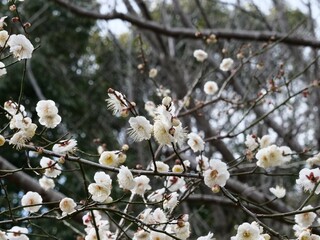 公園で咲いている白梅