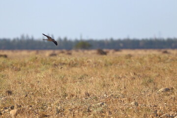 marsh harrier