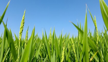 Obraz premium Vibrant Green Wheat Field Under a Summer Sky