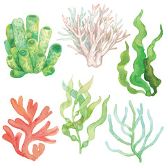 Elements vector of seaweed and coral isolated on white background hand drawn with watercolors  © wonder